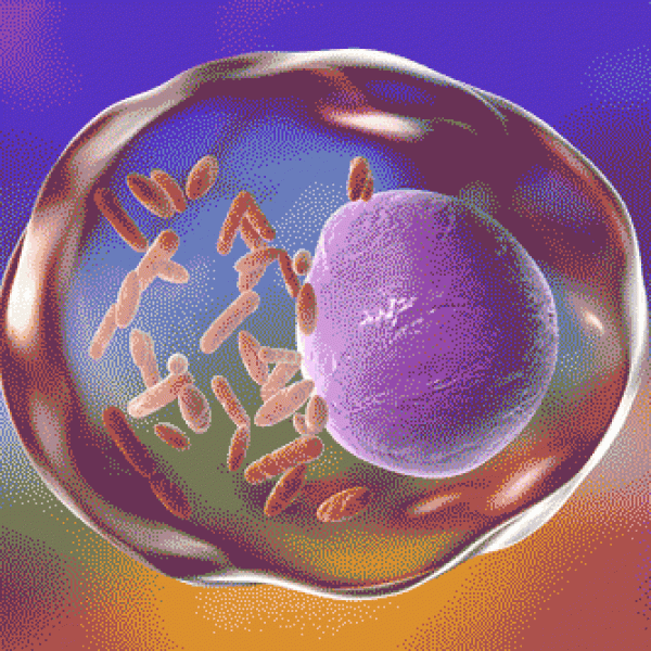Bakteria 3D